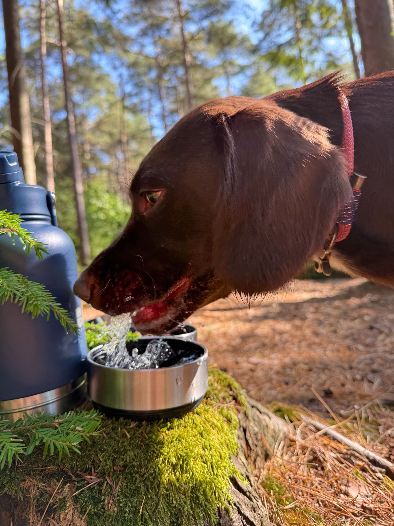 3-in-1 – Barkt Bottle & Bag