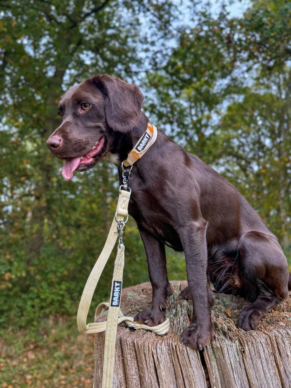 The Barkt Bundle - Collar & Lead