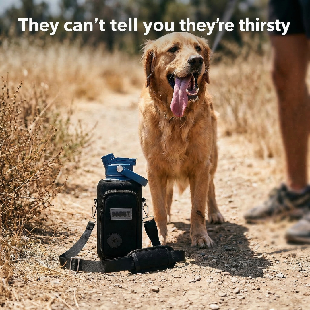 Keeping Your Dog Hydrated When the Weather Heats Up