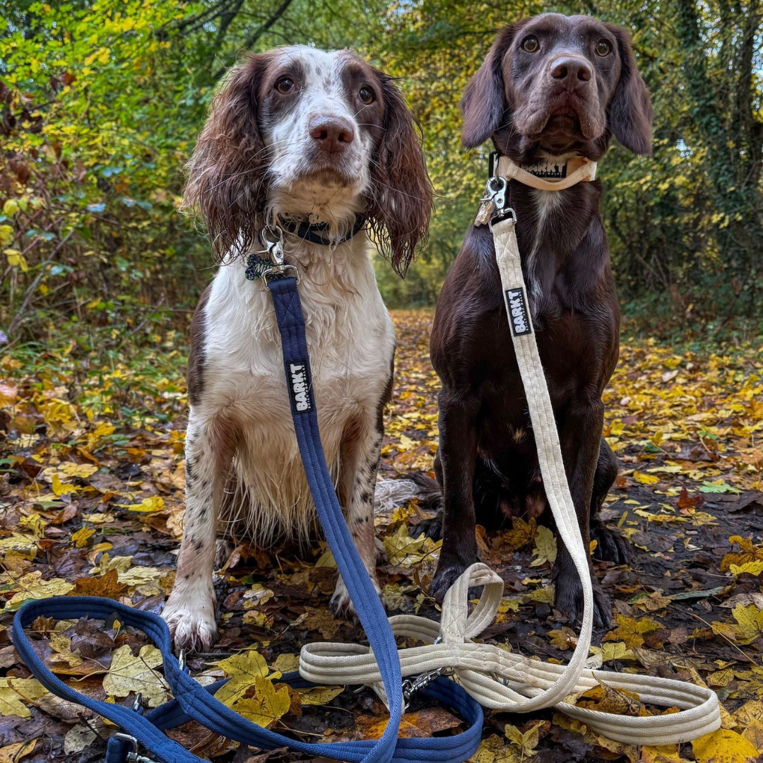 The Ultimate Guide to Dog Walking Essentials