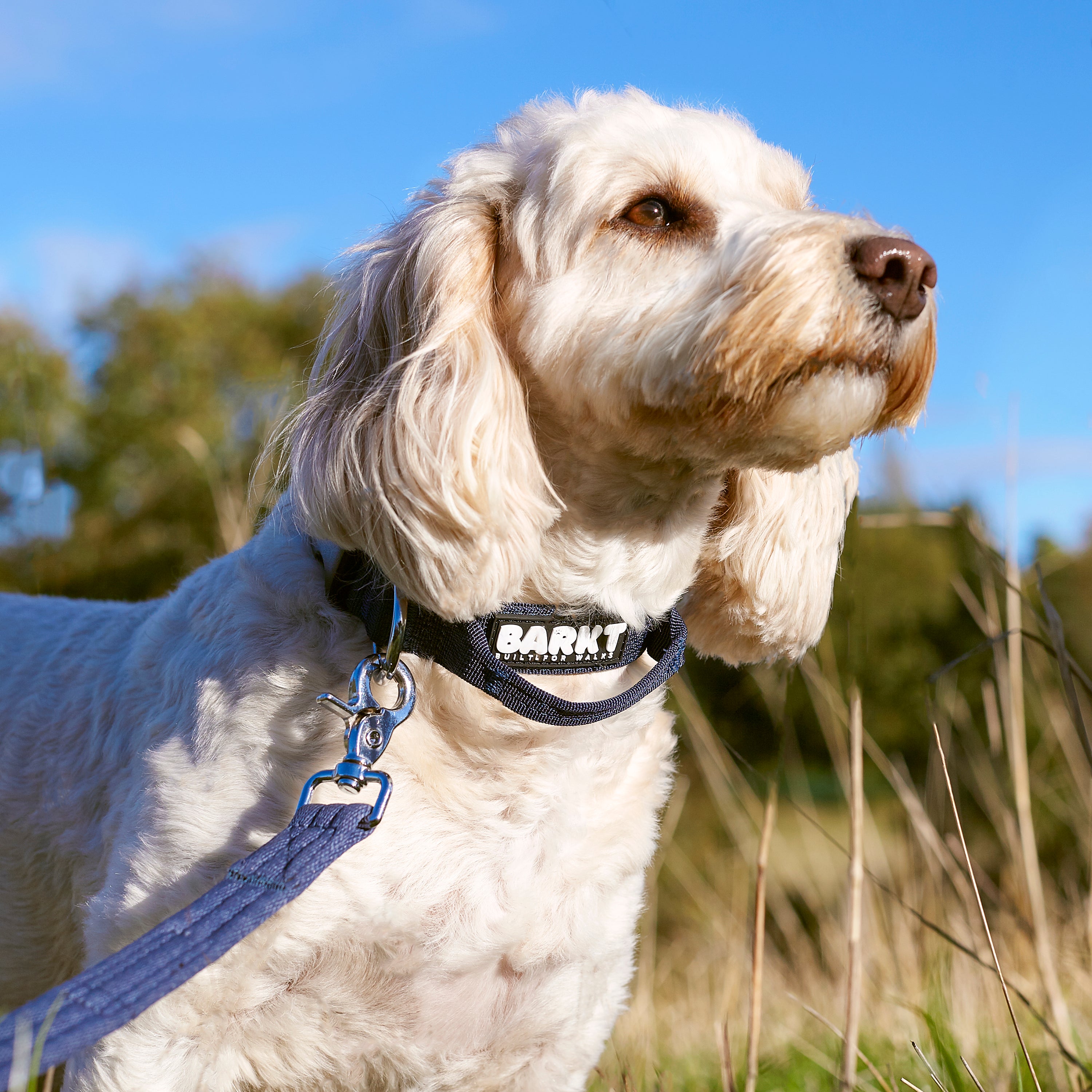 Adventure Blue Grab-Handle Collar