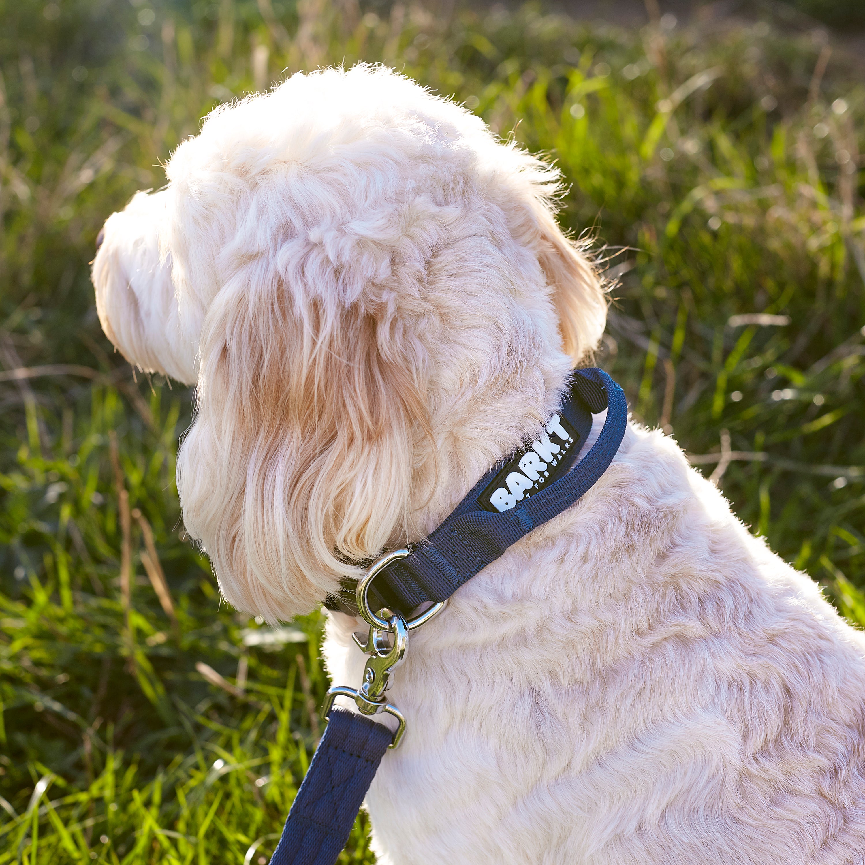 Adventure Blue Grab-Handle Collar