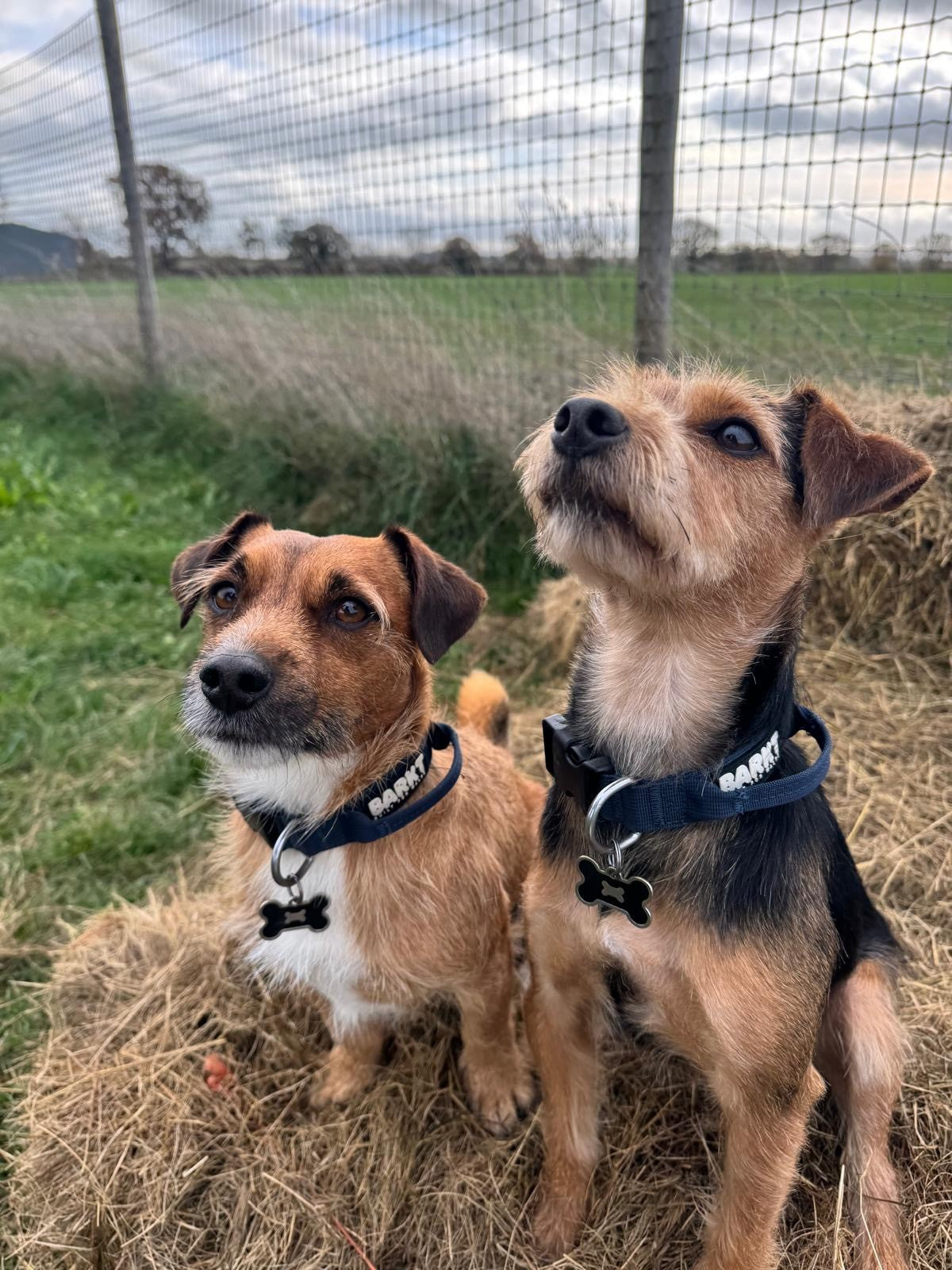 Barkt 2.5cm Grab-Handle Collar