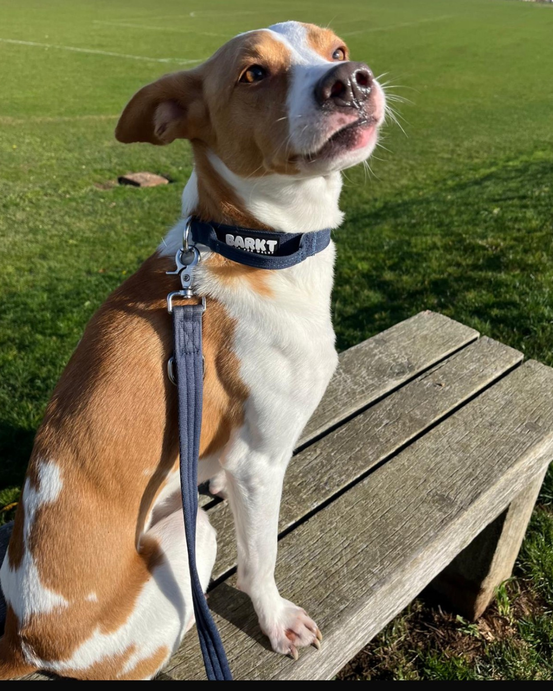 ☃️The Barkt Gift Set - Collar & Lead